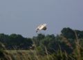 Barn Owl