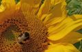 Bee on Sunflower