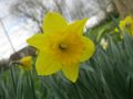 Daffodil on the green 1