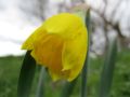 Daffodil on the green 2