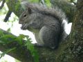 Grey Squirrel