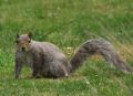 Holt Fen Squirrel May 2011