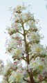 Horse chestnut blossom: Paul Howard, May 2014