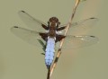 Male broad-bodied chaser: Karen Horn June 2014