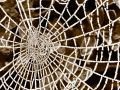 The Web