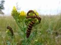 Cinnabar Moth Caterpillar