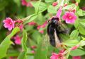 Bee on Jasmine