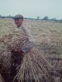 Harvesting in the 50's - Bill 