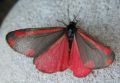 Cinnabar Moth