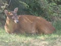 Deer in Garden