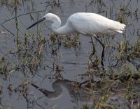 Little Egret. Photo CCA-SA 3.0 Birdman1