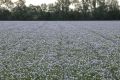 Linseed crop near the playing field