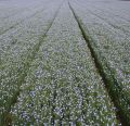 Linseed crop near the playing field