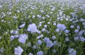 Linseed crop near the playing field