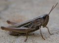 Grasshopper