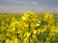 Flowering crop