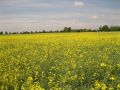 Flowering crop