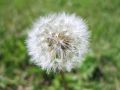 Dandelion seed