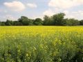 Flowering crop