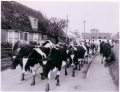 Last herd of cows in Little Thetford. Approx 1968 