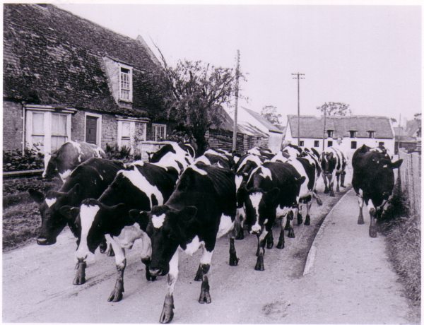 Last herd of cows in Little Thetford. Approx 1968