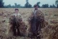 Harvesting in the 50's - Nigel and Bill 