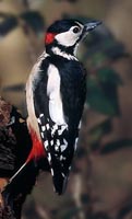 Great spotted woodpecker