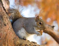 Gray squirrel