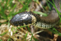 Grass snake (Natrix natrix)