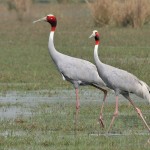 Sarus Crane (Grus antigone) at Sultanpur. Photo: J.M.Garg 2007