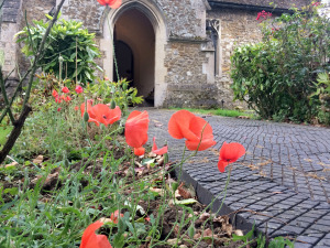 Helen Dewey's poppies